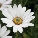 Osteospermum Sea Spray
