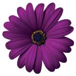 Osteospermum Cape Daisy Maseru - Image 2