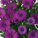 Osteospermum Cape Daisy Maseru