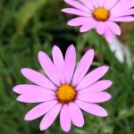 Osteospermum jucundum