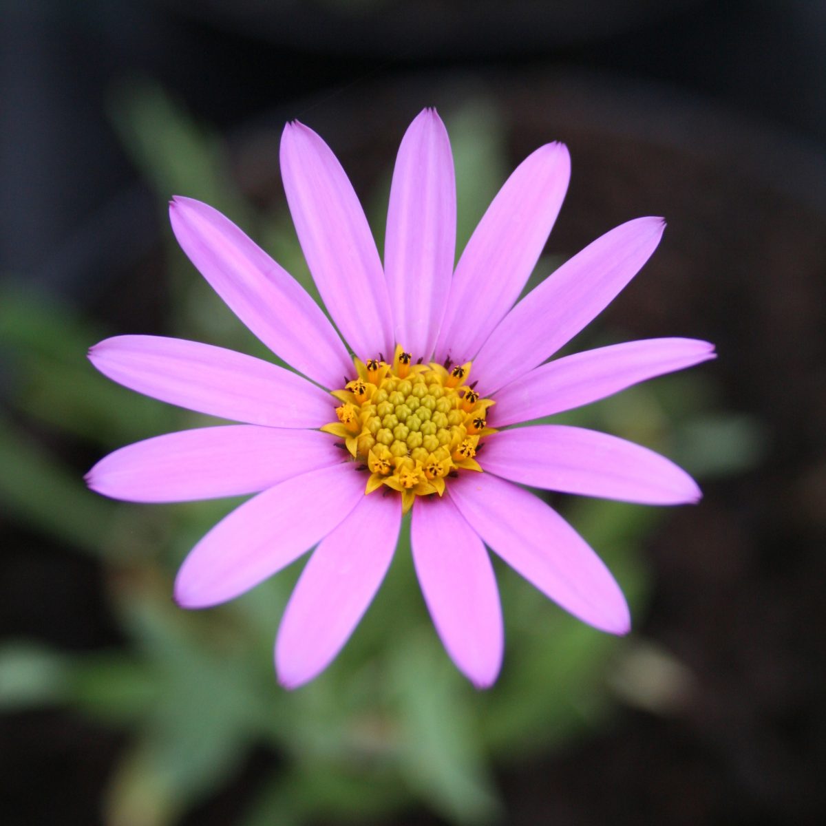 Osteospermum jucundum - Image 2