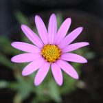 Osteospermum jucundum - Image 2