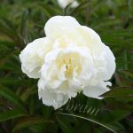 Paeonia Duch de Nemours