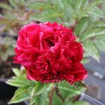 Paeonia Karl Rosenfield
