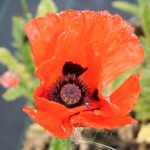 Papaver or. Allegro - Image 2