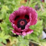 Papaver or. Pattys Plum