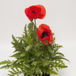 Papaver or. Allegro