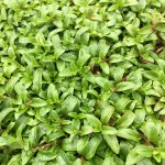 Pennyroyal