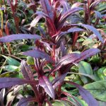 Penstemon dig Husker Red