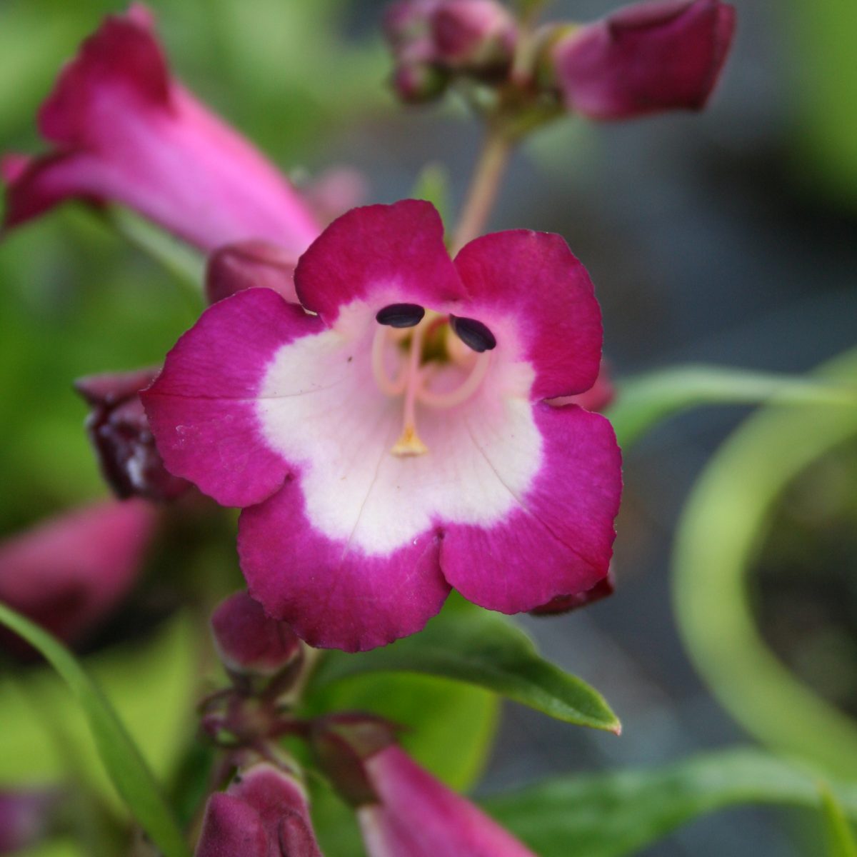 Penstemon Polaris Purple - Image 2
