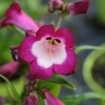 Penstemon Polaris Purple - Image 2