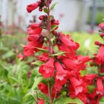 Penstemon Polaris Red
