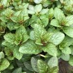 Mint Peppermint