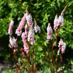 Persicaria aff Darjeeling Red