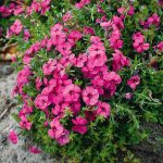 Phlox doug Red Admiral