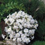Phlox doug White Admiral