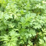 Plain Parsley