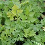 Plain Parsley - Image 2