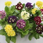 Primula auricula x pubescens