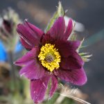 Pulsatilla vulg Violet