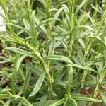 Rosemary Barbeque