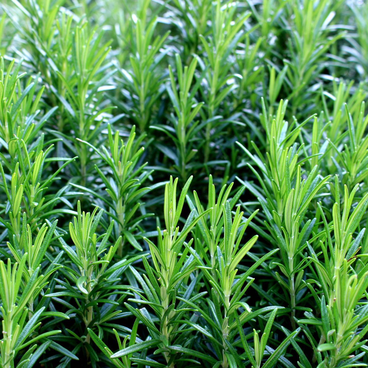 Rosemary - Image 2