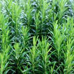 Rosemary - Image 2