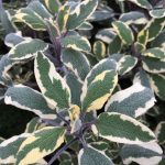Sage off Bicolor