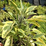 Sage golden