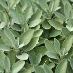 Sage