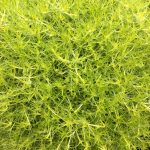 Sagina subulata Aurea