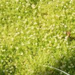 Sagina subulata Aurea - Image 2