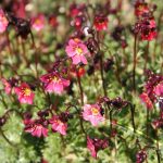 Saxifraga Ballawley Guardsman - Image 2