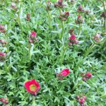 Saxifraga Ballawley Guardsman