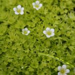 Saxifraga Cloth of Gold - Image 2