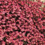 Saxifraga ar Carpet Pink