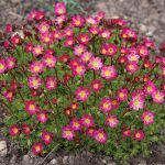 Saxifraga ar Carpet Purple