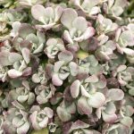 Sedum spath Purpureum