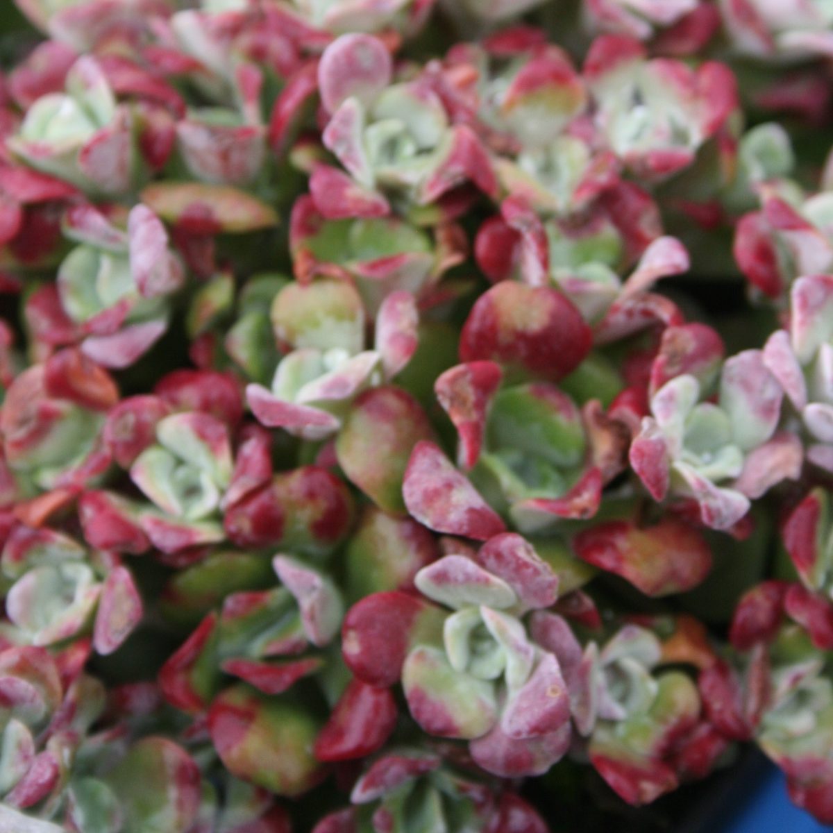 Sedum spath Purpureum - Image 2