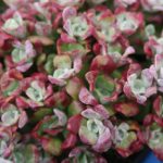 Sedum spath Purpureum - Image 2