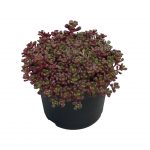 Sedum oreganum - Image 2