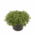 Sedum oreganum
