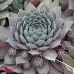 Sempervivum Lavender & Old Lace