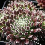 Sempervivum King George