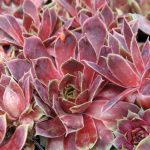 Sempervivum lipari