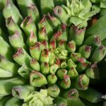 Sempervivum Oddity