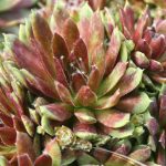 Sempervivum ar Silberkarneol