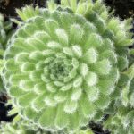 Sempervivum ciliosum borisii