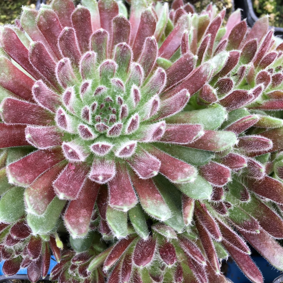 Sempervivum King George - Image 2