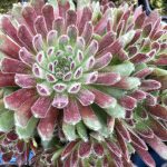 Sempervivum King George - Image 2
